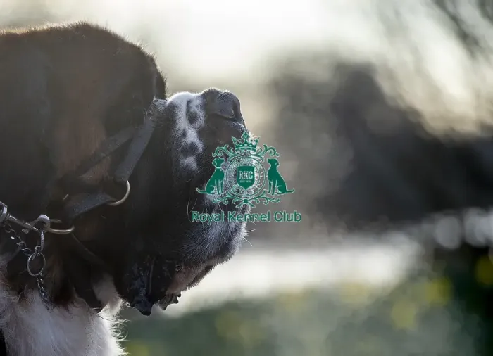 Framed Print : Crufts 2019 - Day Two, NEC, UK - 8 Mar 2019 Framed Print : Crufts 2019 - Day Two, NEC, UK - 8 Mar 2019