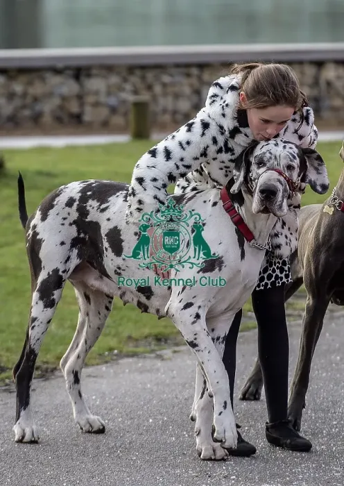 Framed Print : Crufts 2019 - Day Two, NEC, UK - 8 Mar 2019 Framed Print : Crufts 2019 - Day Two, NEC, UK - 8 Mar 2019