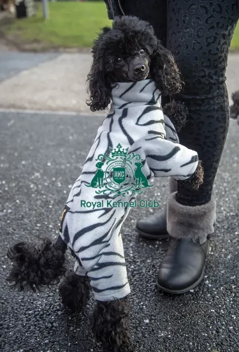 Framed Print : Crufts 2019 - Day Two, NEC, UK - 8 Mar 2019 Framed Print : Crufts 2019 - Day Two, NEC, UK - 8 Mar 2019