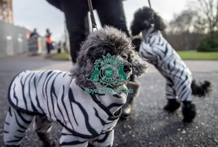 Framed Print : Crufts 2019 - Day Two, NEC, UK - 8 Mar 2019 Framed Print : Crufts 2019 - Day Two, NEC, UK - 8 Mar 2019