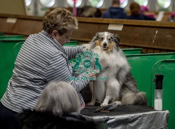 Framed Print : Crufts 2019 - Day Two, NEC, UK - 8 Mar 2019 Framed Print : Crufts 2019 - Day Two, NEC, UK - 8 Mar 2019