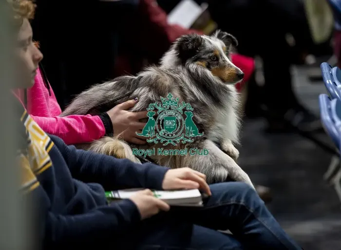 Framed Print : Crufts 2019 - Day Two, NEC, UK - 8 Mar 2019 Framed Print : Crufts 2019 - Day Two, NEC, UK - 8 Mar 2019