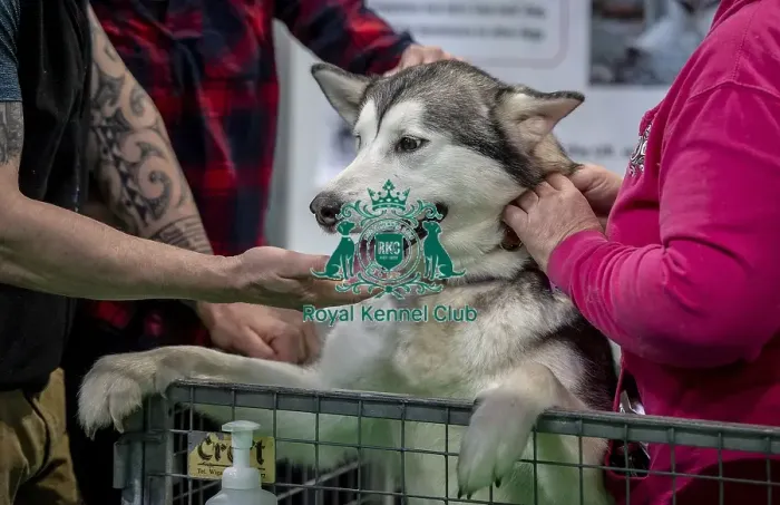 Framed Print : Crufts 2019 - Day Two, NEC, UK - 8 Mar 2019 Framed Print : Crufts 2019 - Day Two, NEC, UK - 8 Mar 2019