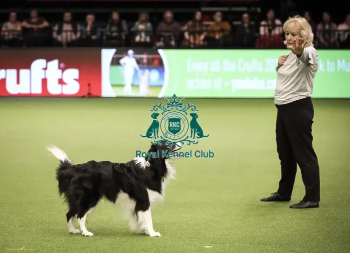 Framed Print : Crufts 2019 - Day Two, NEC, UK - 8 Mar 2019 Framed Print : Crufts 2019 - Day Two, NEC, UK - 8 Mar 2019