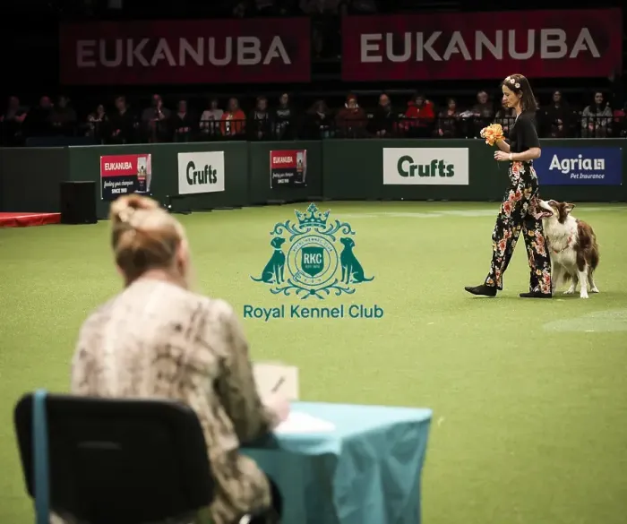 Framed Print : Crufts 2019 - Day Two, NEC, UK - 8 Mar 2019 Framed Print : Crufts 2019 - Day Two, NEC, UK - 8 Mar 2019