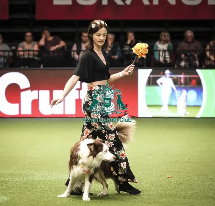 Framed Print : Crufts 2019 - Day Two, NEC, UK - 8 Mar 2019 Framed Print : Crufts 2019 - Day Two, NEC, UK - 8 Mar 2019