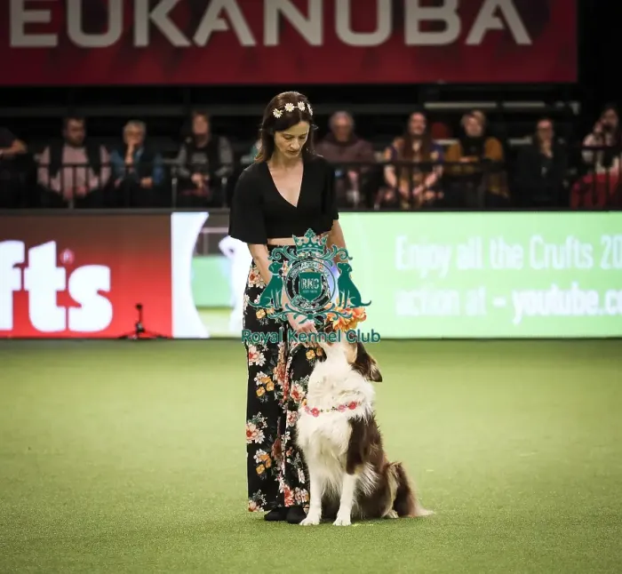 Framed Print : Crufts 2019 - Day Two, NEC, UK - 8 Mar 2019 Framed Print : Crufts 2019 - Day Two, NEC, UK - 8 Mar 2019