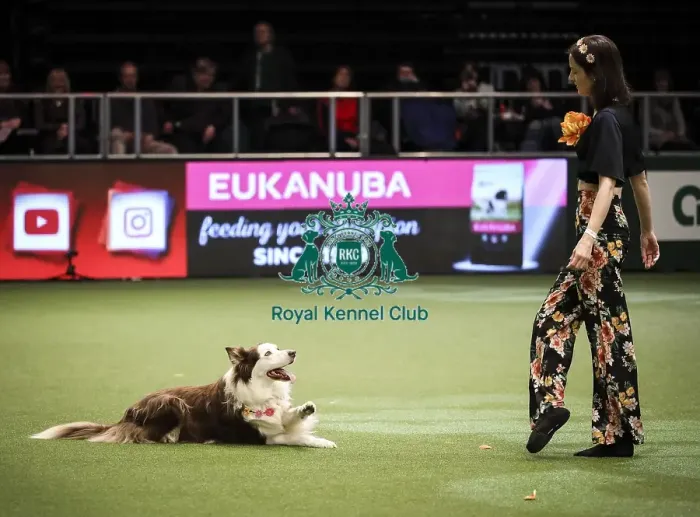 Framed Print : Crufts 2019 - Day Two, NEC, UK - 8 Mar 2019 Framed Print : Crufts 2019 - Day Two, NEC, UK - 8 Mar 2019