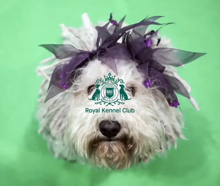 Framed Print : Crufts 2019 - Day Two, NEC, UK - 8 Mar 2019 Framed Print : Crufts 2019 - Day Two, NEC, UK - 8 Mar 2019