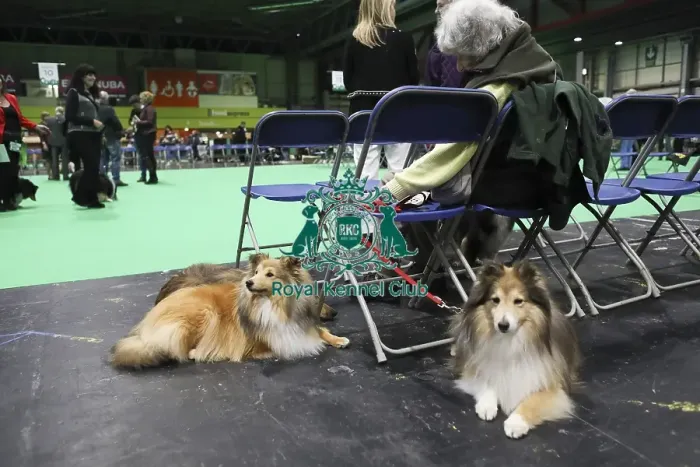 Framed Print : Crufts 2019 - Day Two, NEC, UK - 8 Mar 2019 Framed Print : Crufts 2019 - Day Two, NEC, UK - 8 Mar 2019