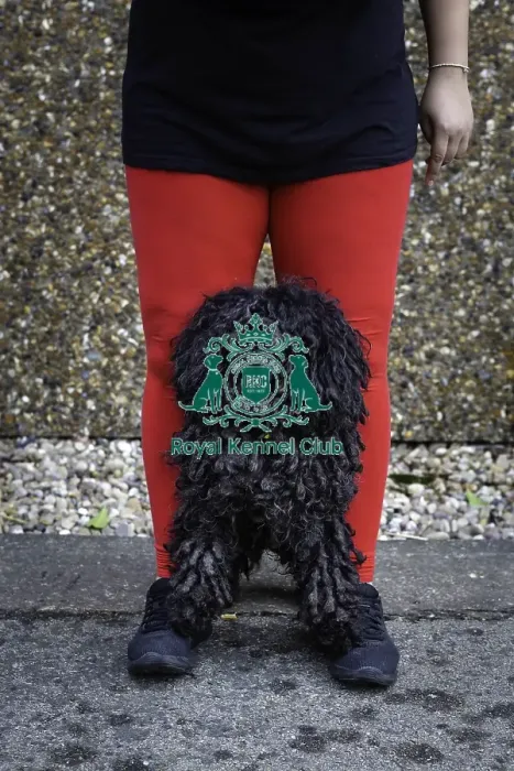 Framed Print : Crufts 2019 - Day Two, NEC, UK - 8 Mar 2019 Framed Print : Crufts 2019 - Day Two, NEC, UK - 8 Mar 2019