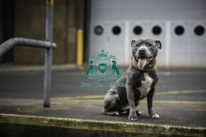 Framed Print : Crufts 2019 - Day Two, NEC, UK - 8 Mar 2019