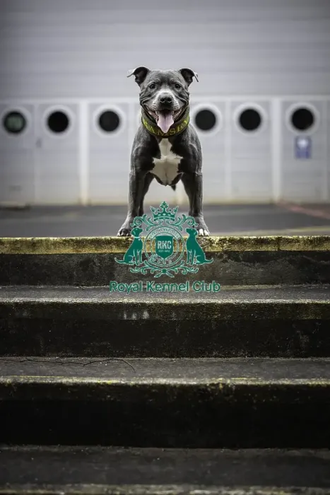 Framed Print : Crufts 2019 - Day Two, NEC, UK - 8 Mar 2019