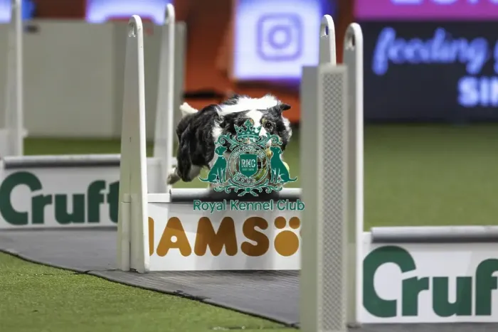 Framed Print : Crufts 2019 - Day Two, NEC, UK - 8 Mar 2019