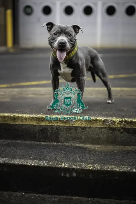 Framed Print : Crufts 2019 - Day Two, NEC, UK - 8 Mar 2019