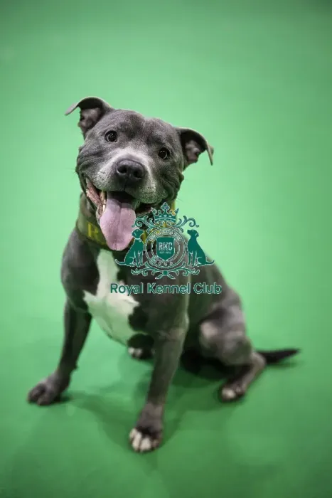 Framed Print : Crufts 2019 - Day Two, NEC, UK - 8 Mar 2019 Framed Print : Crufts 2019 - Day Two, NEC, UK - 8 Mar 2019