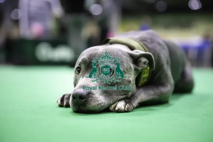 Framed Print : Crufts 2019 - Day Two, NEC, UK - 8 Mar 2019
