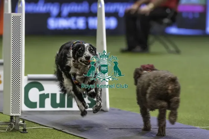 Framed Print : Crufts 2019 - Day Two, NEC, UK - 8 Mar 2019 Framed Print : Crufts 2019 - Day Two, NEC, UK - 8 Mar 2019
