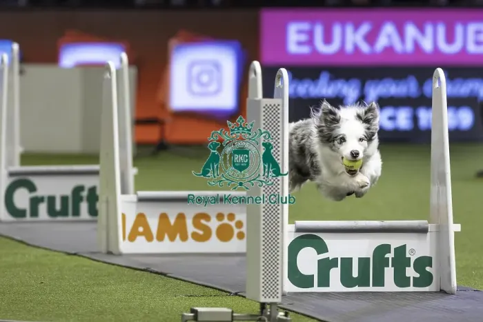 Framed Print : Crufts 2019 - Day Two, NEC, UK - 8 Mar 2019 Framed Print : Crufts 2019 - Day Two, NEC, UK - 8 Mar 2019