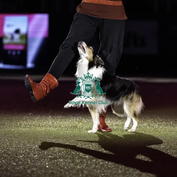 Framed Print : Crufts 2019 - Day Two, NEC, UK - 8 Mar 2019 Framed Print : Crufts 2019 - Day Two, NEC, UK - 8 Mar 2019