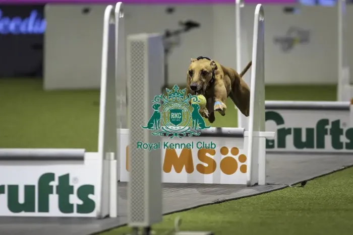 Framed Print : Crufts 2019 - Day Two, NEC, UK - 8 Mar 2019 Framed Print : Crufts 2019 - Day Two, NEC, UK - 8 Mar 2019