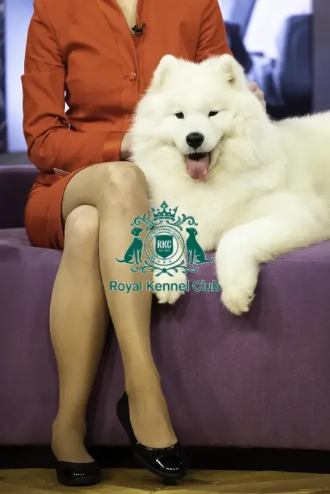 Framed Print : Crufts 2019 - Day Two, NEC, UK - 8 Mar 2019 Framed Print : Crufts 2019 - Day Two, NEC, UK - 8 Mar 2019