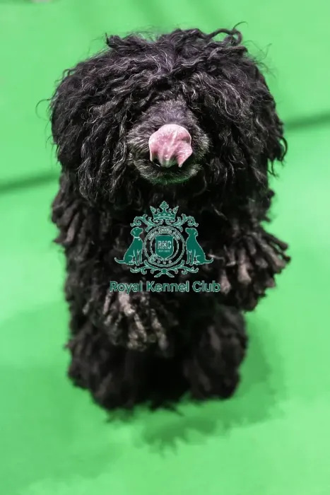 Framed Print : Crufts 2019 - Day Two, NEC, UK - 8 Mar 2019 Framed Print : Crufts 2019 - Day Two, NEC, UK - 8 Mar 2019