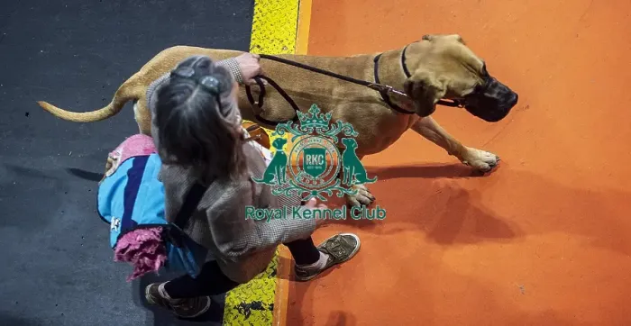 Framed Print : Crufts 2019 - Day Two, NEC, UK - 8 Mar 2019