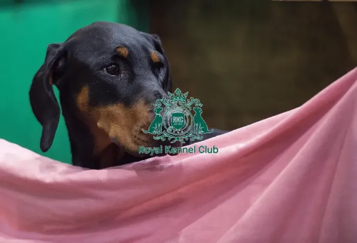 Framed Print : Crufts 2019 - Day Two, NEC, UK - 8 Mar 2019