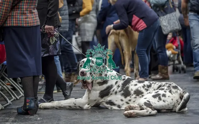Framed Print : Crufts 2019 - Day Two, NEC, UK - 8 Mar 2019 Framed Print : Crufts 2019 - Day Two, NEC, UK - 8 Mar 2019