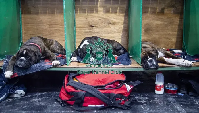 Framed Print : Crufts 2019 - Day Two, NEC, UK - 8 Mar 2019