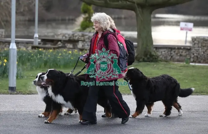 Framed Print : Crufts 2019 - Day Two, NEC, UK - 8 Mar 2019 Framed Print : Crufts 2019 - Day Two, NEC, UK - 8 Mar 2019
