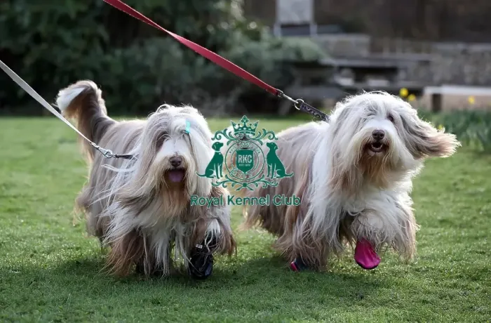 Framed Print : Crufts 2019 - Day Two, NEC, UK - 8 Mar 2019 Framed Print : Crufts 2019 - Day Two, NEC, UK - 8 Mar 2019