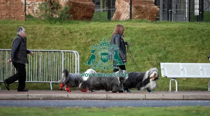 Framed Print : Crufts 2019 - Day Two, NEC, UK - 8 Mar 2019 Framed Print : Crufts 2019 - Day Two, NEC, UK - 8 Mar 2019