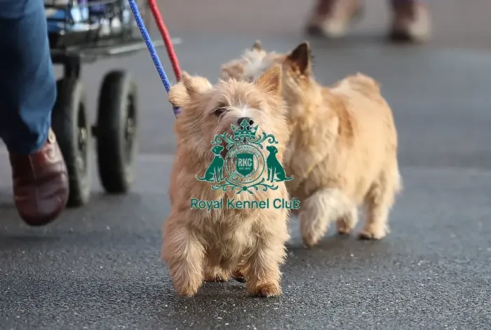 Framed Print : Crufts 2019 - Day Two, NEC, UK - 8 Mar 2019 Framed Print : Crufts 2019 - Day Two, NEC, UK - 8 Mar 2019