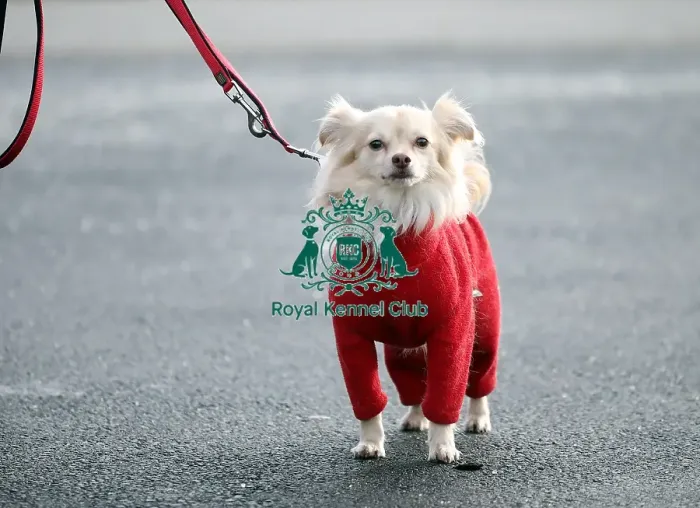 Framed Print : Crufts 2019 - Day Two, NEC, UK - 8 Mar 2019 Framed Print : Crufts 2019 - Day Two, NEC, UK - 8 Mar 2019