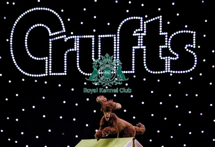 Framed Print : Crufts 2019 - Day Two, NEC, UK - 8 Mar 2019 Framed Print : Crufts 2019 - Day Two, NEC, UK - 8 Mar 2019