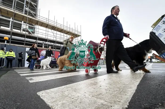 Framed Print : Crufts 2019 - Day Two, NEC, UK - 8 Mar 2019 Framed Print : Crufts 2019 - Day Two, NEC, UK - 8 Mar 2019