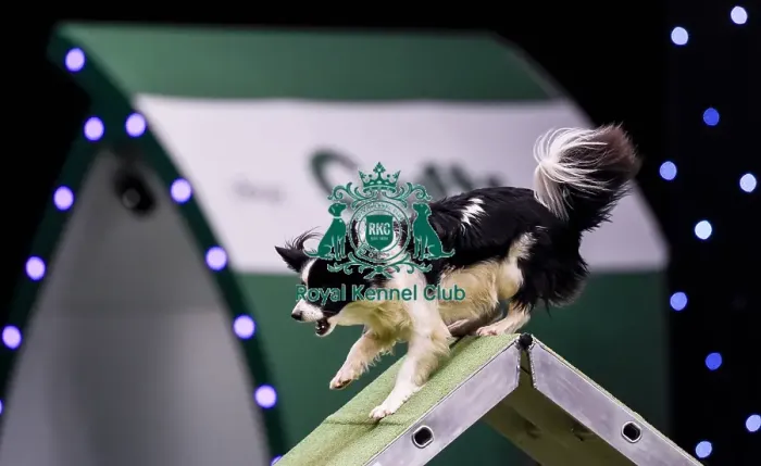 Framed Print : Crufts 2019 - Day Two, NEC, UK - 8 Mar 2019 Framed Print : Crufts 2019 - Day Two, NEC, UK - 8 Mar 2019