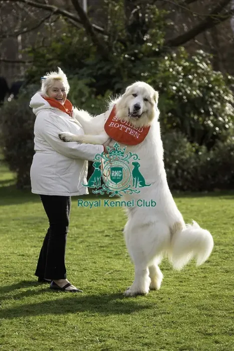 Framed Print : Crufts 2019 - Day Two, NEC, UK - 8 Mar 2019 Framed Print : Crufts 2019 - Day Two, NEC, UK - 8 Mar 2019