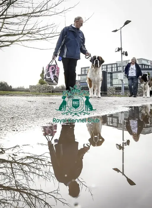 Framed Print : Crufts 2019 - Day Two, NEC, UK - 8 Mar 2019 Framed Print : Crufts 2019 - Day Two, NEC, UK - 8 Mar 2019
