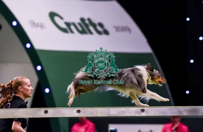 Framed Print : Crufts 2019 - Day Two, NEC, UK - 8 Mar 2019 Framed Print : Crufts 2019 - Day Two, NEC, UK - 8 Mar 2019