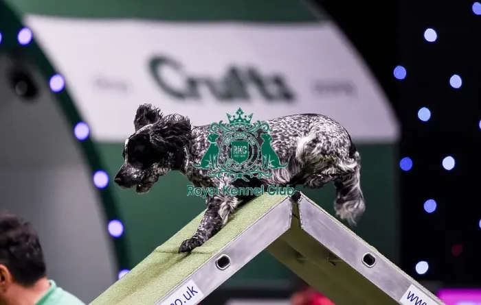 Framed Print : Crufts 2019 - Day Two, NEC, UK - 8 Mar 2019 Framed Print : Crufts 2019 - Day Two, NEC, UK - 8 Mar 2019
