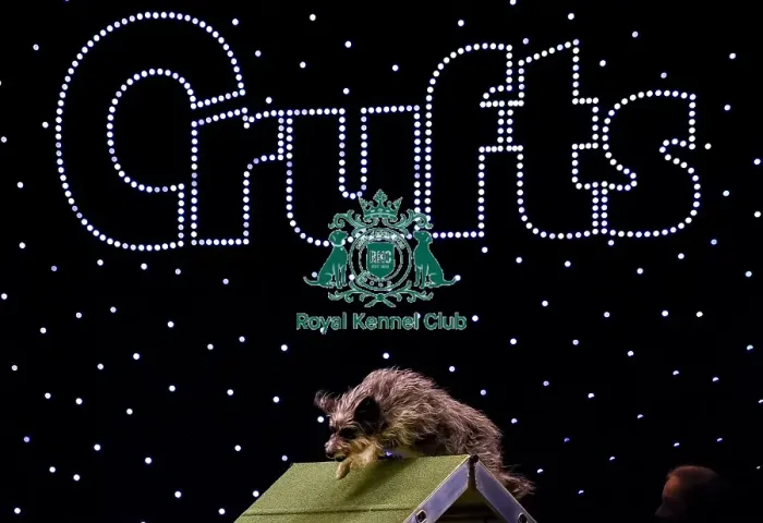 Framed Print : Crufts 2019 - Day Two, NEC, UK - 8 Mar 2019 Framed Print : Crufts 2019 - Day Two, NEC, UK - 8 Mar 2019