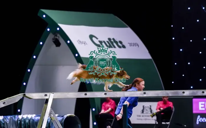 Framed Print : Crufts 2019 - Day Two, NEC, UK - 8 Mar 2019 Framed Print : Crufts 2019 - Day Two, NEC, UK - 8 Mar 2019