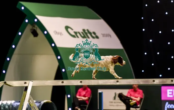 Framed Print : Crufts 2019 - Day Two, NEC, UK - 8 Mar 2019 Framed Print : Crufts 2019 - Day Two, NEC, UK - 8 Mar 2019
