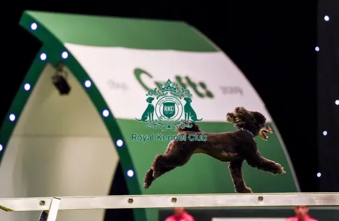 Framed Print : Crufts 2019 - Day Two, NEC, UK - 8 Mar 2019 Framed Print : Crufts 2019 - Day Two, NEC, UK - 8 Mar 2019