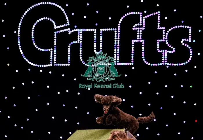 Framed Print : Crufts 2019 - Day Two, NEC, UK - 8 Mar 2019 Framed Print : Crufts 2019 - Day Two, NEC, UK - 8 Mar 2019