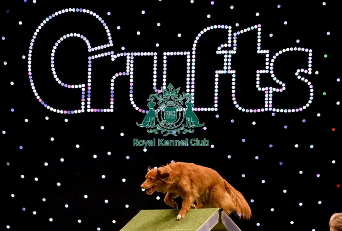 Framed Print : Crufts 2019 - Day Two, NEC, UK - 8 Mar 2019 Framed Print : Crufts 2019 - Day Two, NEC, UK - 8 Mar 2019