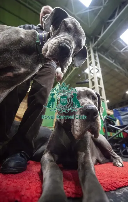 Framed Print : Crufts 2019 - Day Two, NEC, UK - 8 Mar 2019